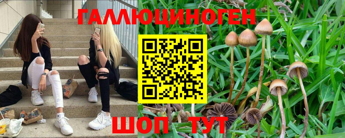 Галлюциногенные грибы MAGIC MUSHROOMS  Галлюциногенные грибы MAGIC MUSHROOMS  Вход с VPN  Камышин 